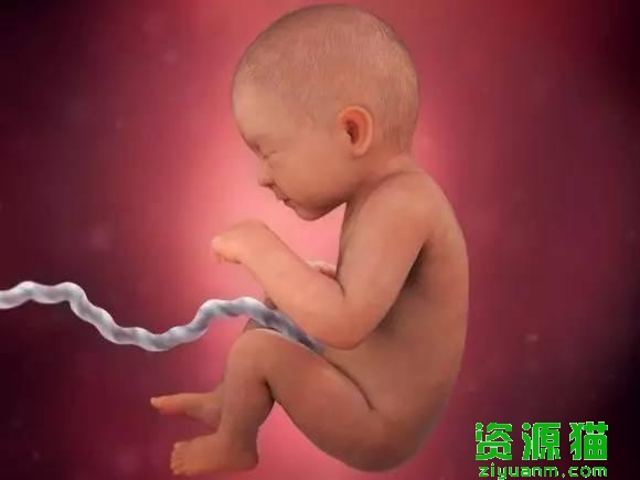 胎宝宝每个月发育全过程图（胎宝宝40周发育高清图）(11)