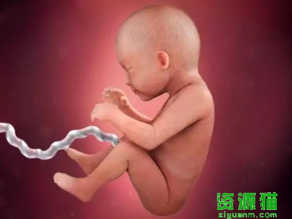 胎宝宝每个月发育全过程图（胎宝宝40周发育高清图）(7)
