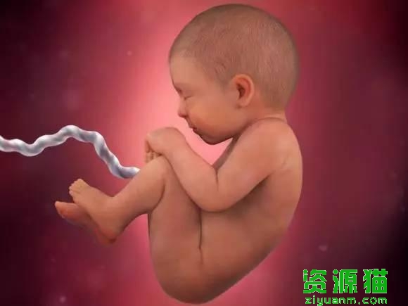 胎宝宝每个月发育全过程图（胎宝宝40周发育高清图）(16)