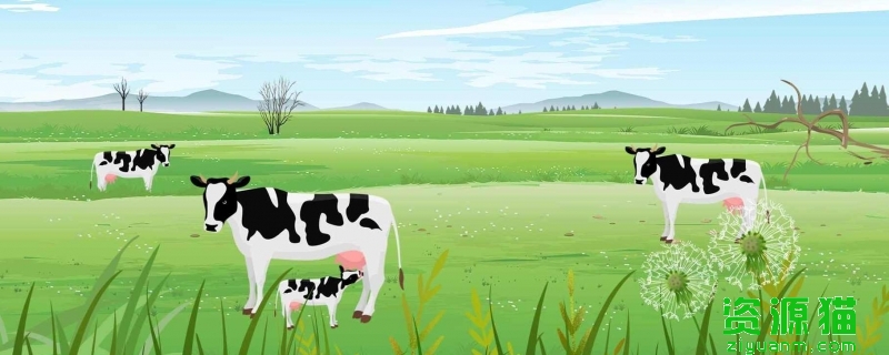 奶牛为什么会一直产奶 奶牛