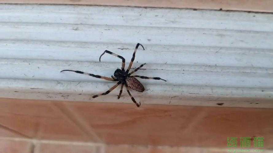 家里的蜘蛛咬人吗