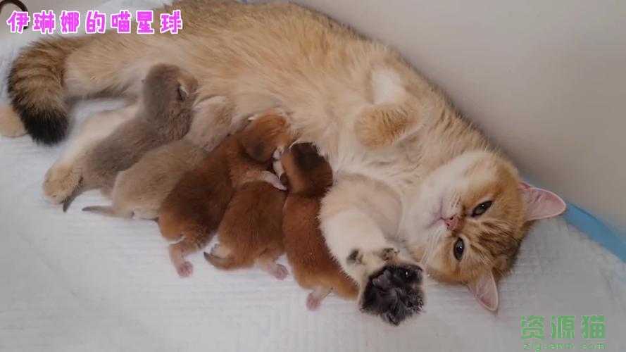 母猫咪一年可以生育几次