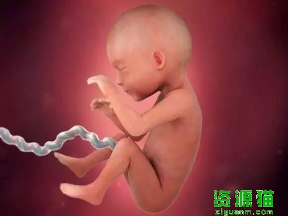 胎宝宝每个月发育全过程图（胎宝宝40周发育高清图）(3)