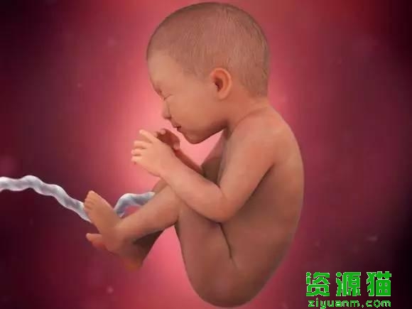 胎宝宝每个月发育全过程图（胎宝宝40周发育高清图）(13)