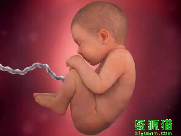 胎宝宝每个月发育全过程图（胎宝宝40周发育高清图）(19)