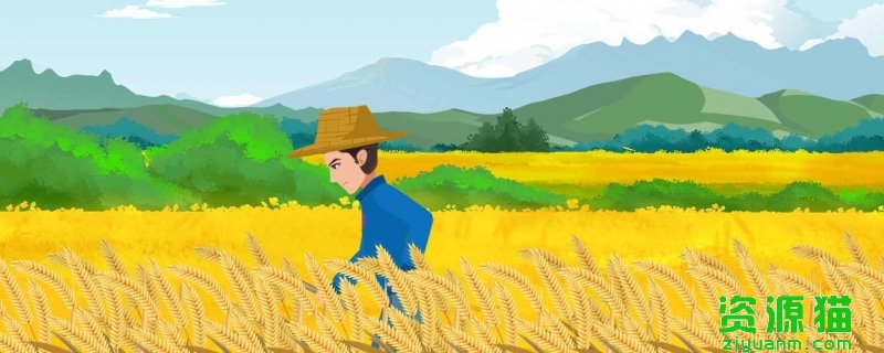 河南麦收季遇10年最严重“烂场雨” 河南紧急下拨2亿元用于小麦烘干