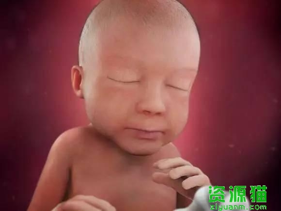 胎宝宝每个月发育全过程图（胎宝宝40周发育高清图）(6)