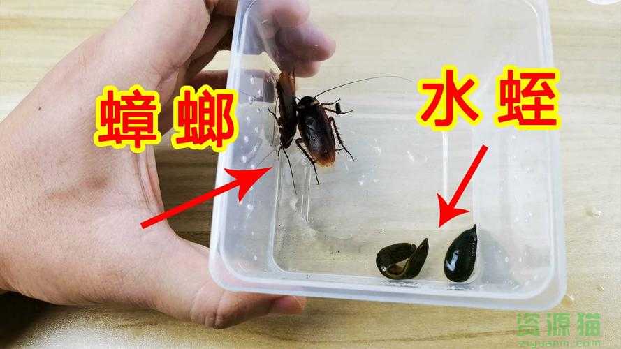 家里蟑螂可以吃吗