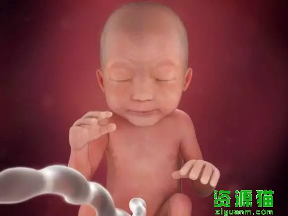 胎宝宝每个月发育全过程图（胎宝宝40周发育高清图）(2)