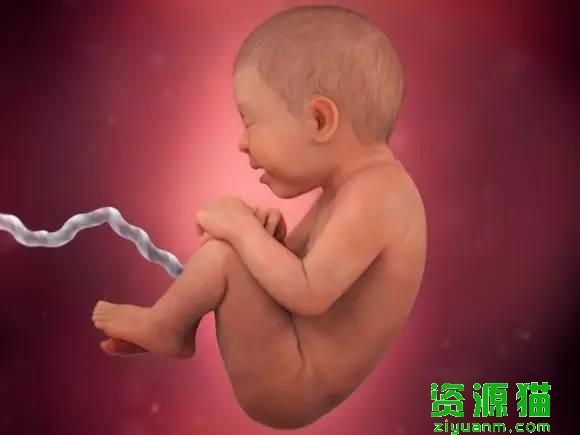 胎宝宝每个月发育全过程图（胎宝宝40周发育高清图）(14)