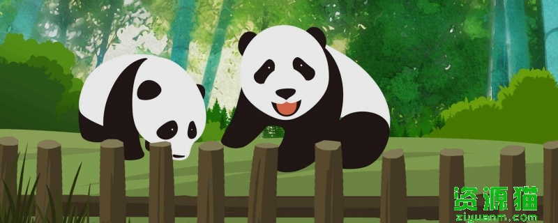 旅韩大熊猫爱宝诞下双胞胎 在韩国诞生的首对大熊猫双胞胎