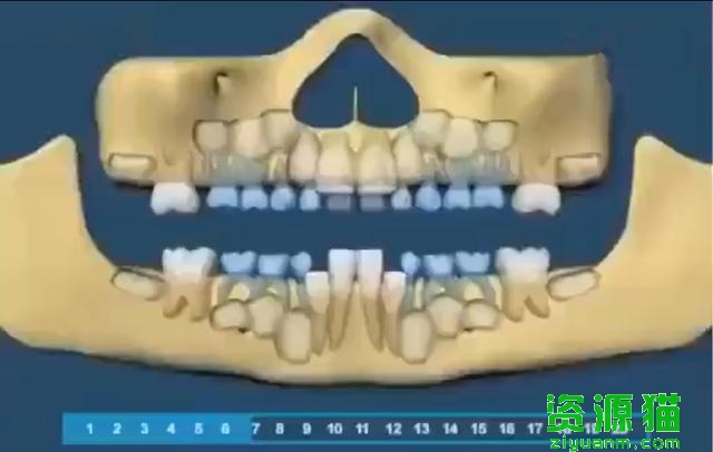 宝宝牙齿长的顺序图（组图带你了解宝宝的牙齿生长顺序）