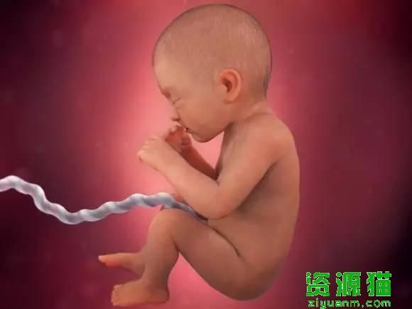 胎宝宝每个月发育全过程图（胎宝宝40周发育高清图）(10)