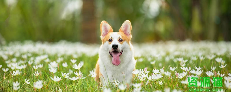狗耳朵能够听到多远 狗的听力范围多少米
