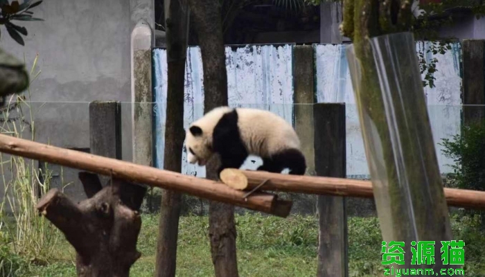 大熊猫吃肉吗 大熊猫为什么吃肉