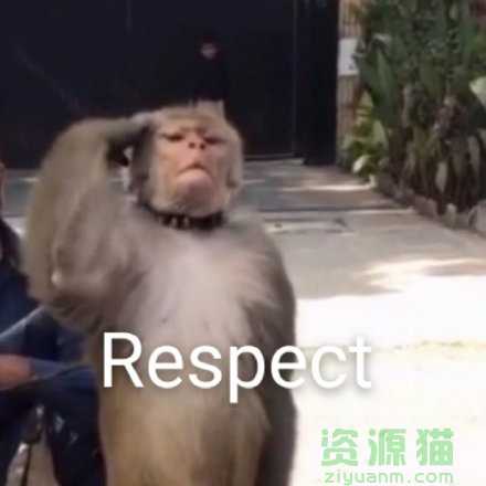respect是什么意思