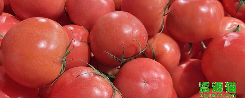 印度爆发“西红柿之乱” 价格飙升7倍