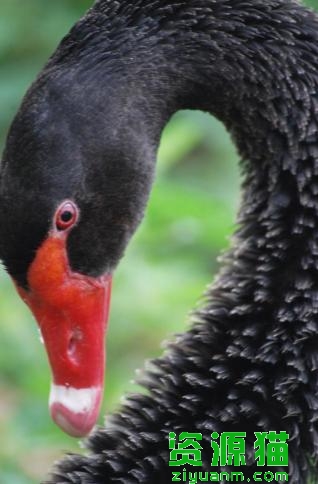 人工养育黑天鹅（来自南半球的黑天鹅）(1)