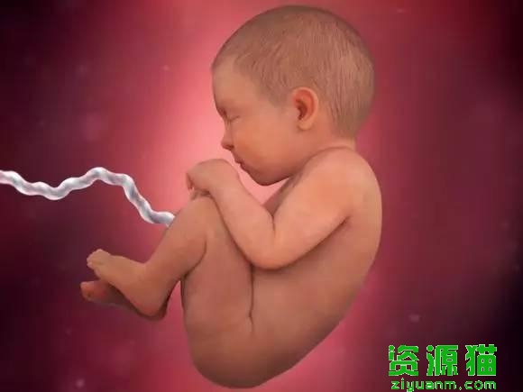 胎宝宝每个月发育全过程图（胎宝宝40周发育高清图）(18)