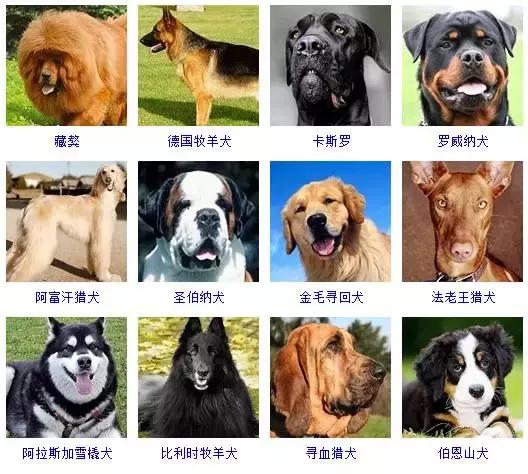 178种狗狗品种大全，按体型分类，你都知道哪些？