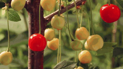 国产甜樱桃主要品种之一红灯