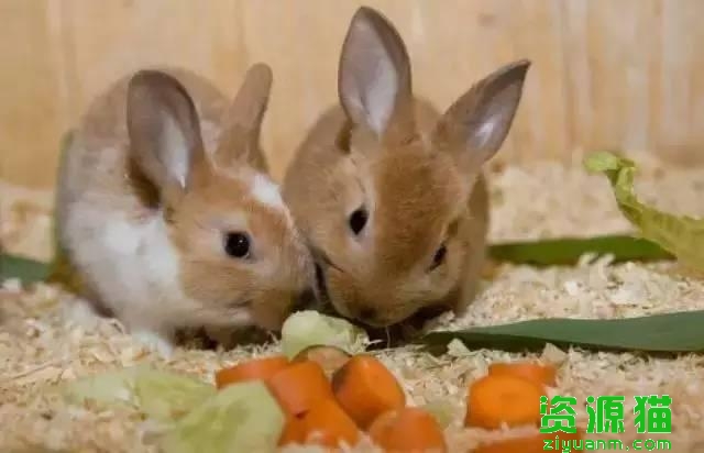 生活中的兔子更喜欢哪种食物